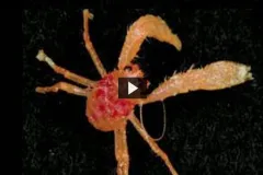 A screenshot from the video of a deep-sea crustacean. 