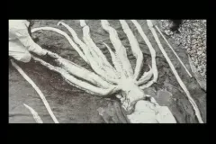 a giant squid specimen