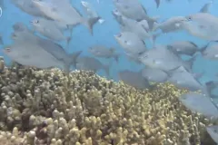 a school of fish over coral