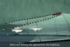 fish swim in a net
