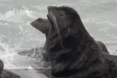 a fur seal