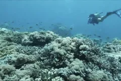 a diver over a coral reef
