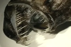 the teeth of an anglerfish