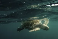 as sea turtle at the surface
