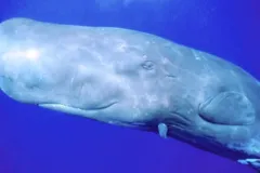 a sperm whale