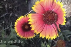 red and yellow flowers