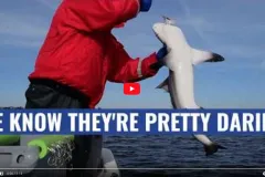 A screenshot from the video showing scientists holding a small shark preparing for tagging. 