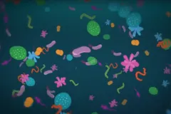Screenshot from video showing illustrations of diverse and abundant marine microbes. 