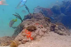 An ocean scene with coral and fish. 