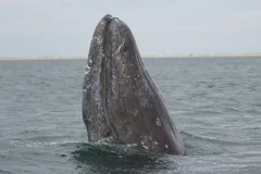 a gray whale pokes its head above the sea surface