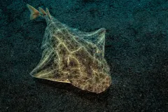 a shark swims along a sandy seafloor