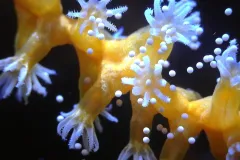 corals polyps open and spawning