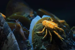 An orange crab sits on a mollusc