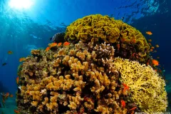 a bright yellow and orange colored reef with fish swimming