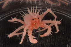 a small spikey crab sits on a black background