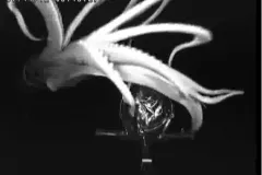 a squids arms