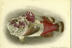 a red and white fish illustration