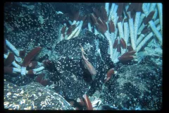 red and white tube worms on a rocky seafloor