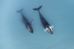 two humpback whales from above