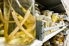 jars of specimens in a musuem