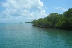 Coastal mangroves along the edge of the ocean. 