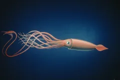 Find out how you get two Giant Squid the size of a school bus from a fishing boat in Spain to a museum Washington, DC.