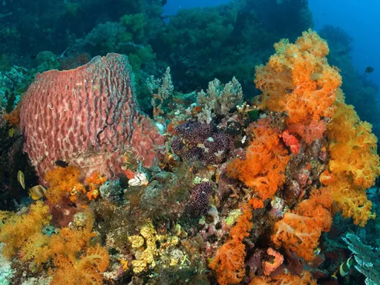 A colorful coral reef in blue ocean water. 