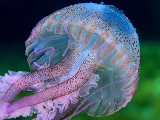 An iridescent jellyfish underwater. 