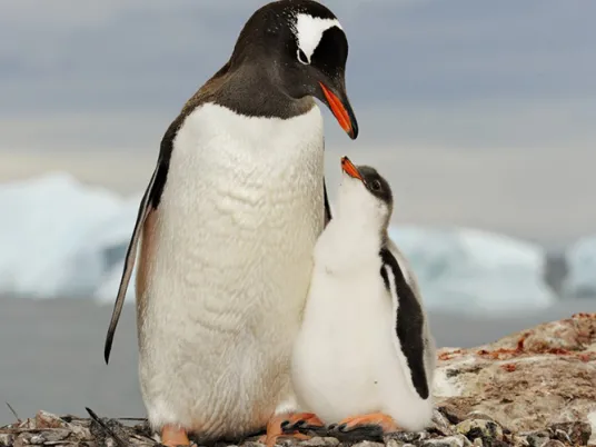 Two penguins on a rocky shore. 