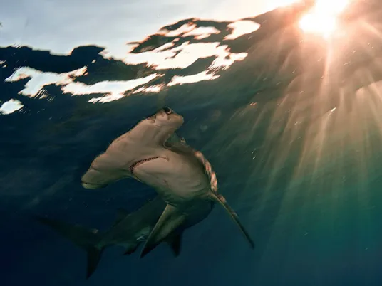 A hammerhead shark swims just underneath the surface of the water. 