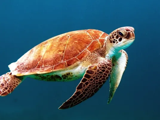 a sea turtle
