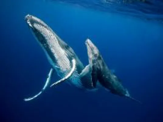 Two whales swimming