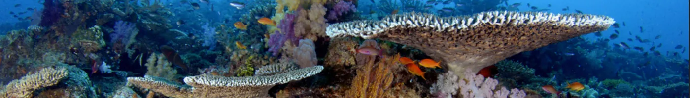 A colorful coral reef with many fish swimming around it. 