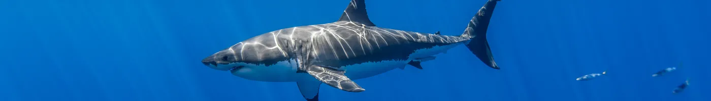 A side view of a shark swimming through water. 