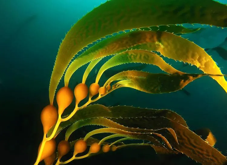 Kelps are large, brown algae that grow along coasts around the world, especially in cooler regions.