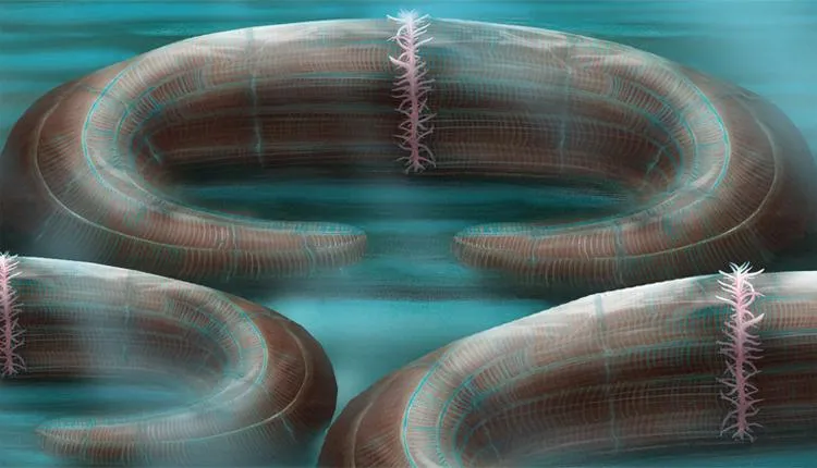 Notice the pink tentacles, which “recliners” used to filter feed.