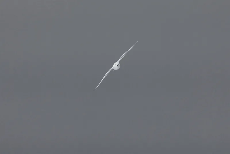 Snow petrels hunt in Antarctic sea ice, feeding on krill and fish.
