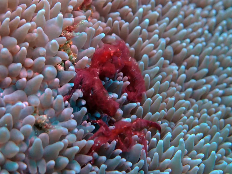 Orangutan crabs are covered in thin reddish hairs, and are frequently found living in bubble coral.