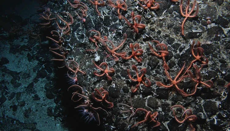 On a seamount peak, a huge colony of brittle stars (likely Ophiacantha rosea) feeds on passing particles.