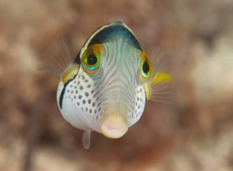 Valentinni's sharpnose puffer lives on Indo-Pacific coral reefs, where it shoals in groups of 10-100 puffers and feeds on algae and tunicates.