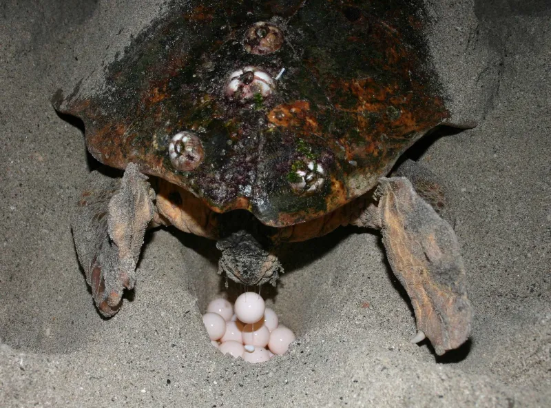 a turtle lays eggs
