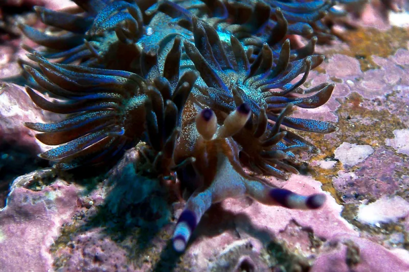 Blue Dragon nudibranchs are very common to the southeast coast of Australia and have a few color variations. Juveniles are white with blue rhinophores, and adults vary from dark purple to lavender to golden brown.