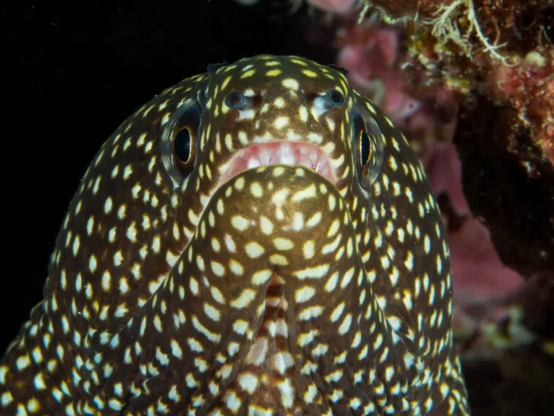 A close-up image of the face of a whitemouth moray eel.