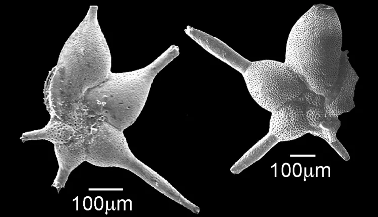Hantkenina mexicana -- a foram with elongated shell chambers that lived between 45-49 million years ago, during the Eocene Epoch.