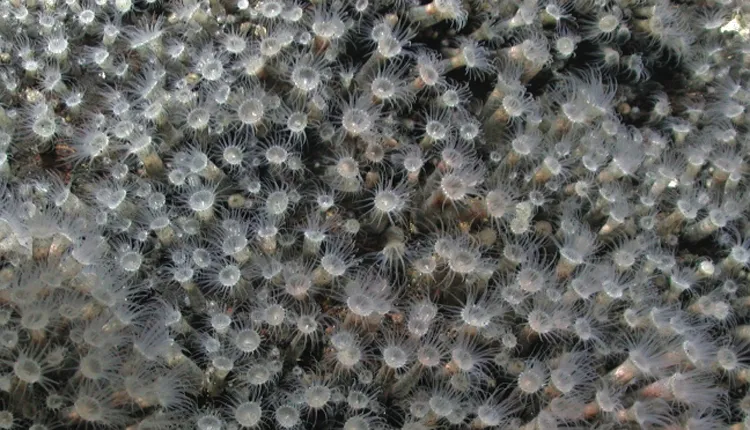 These are the first zoanthids (relatives of coral) recorded at a hydrothermal vent.