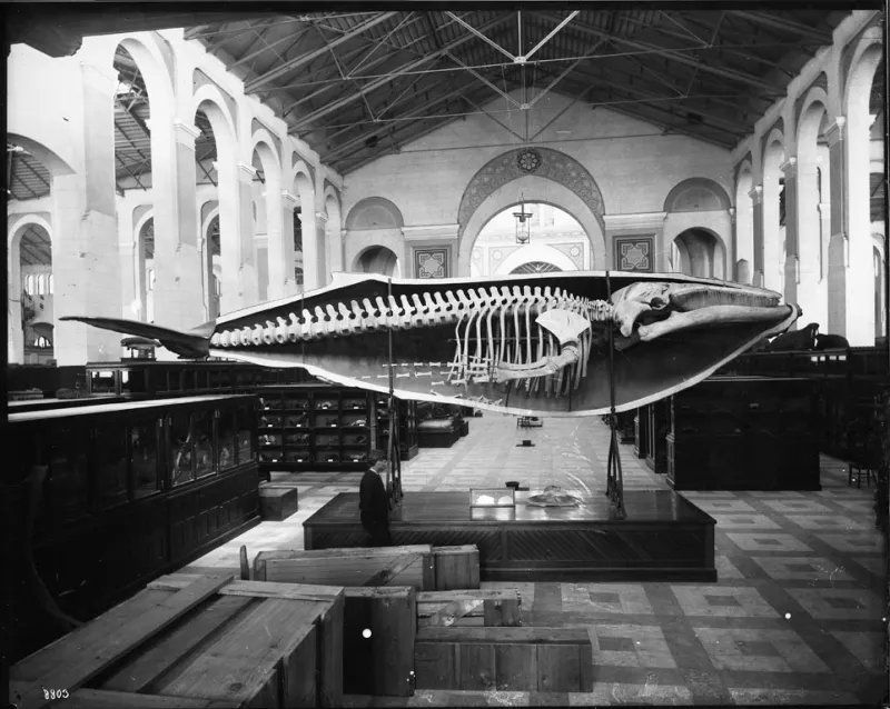 A half-cast and skeleton of a humpback whale in the National Museum
