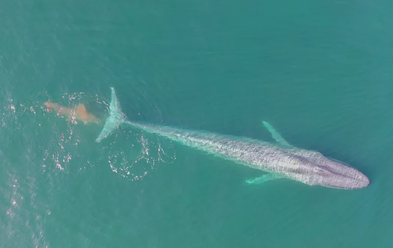 a pink cloud of poop trails behind a blue whale