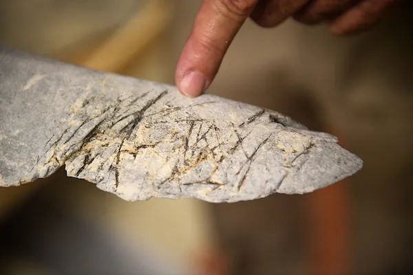 An image of a gray whale bone with line marks engraved in it.