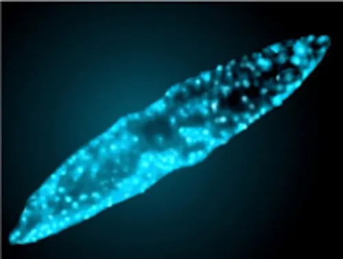 A photograph of a bright blue-speckeled dinoflagellate bioluminescing at night. 