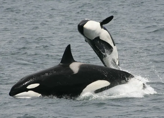 An adult and juvenile killer whale frolic in the water.